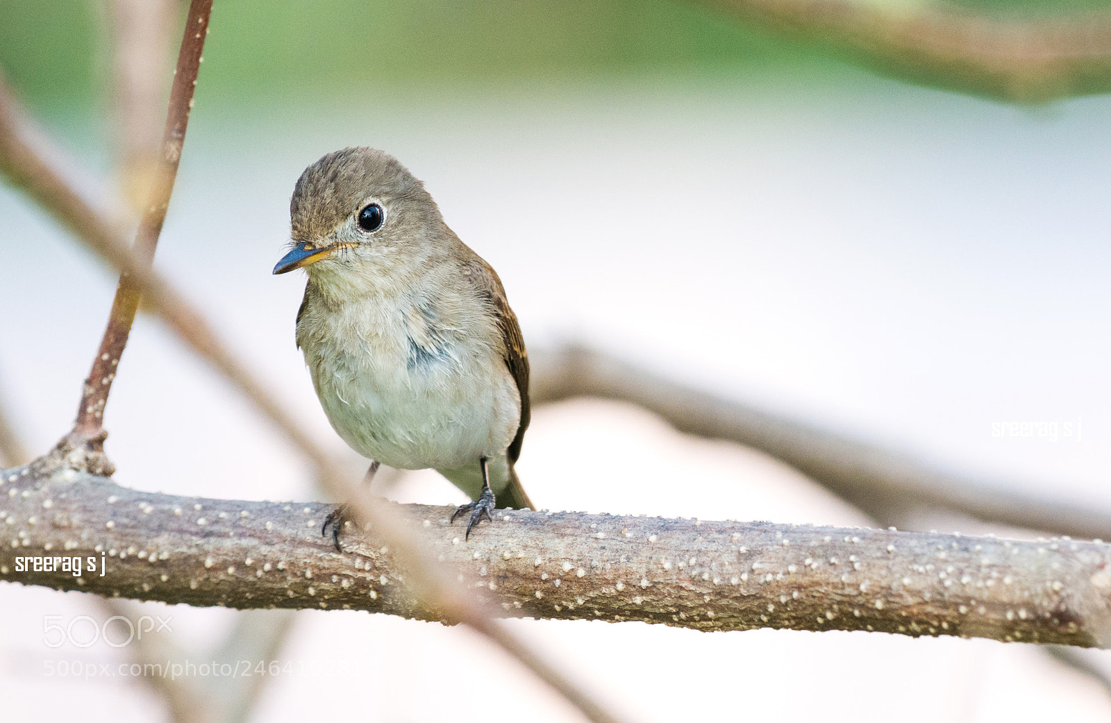 Nikon D5200 sample photo. Asian brown flycatcher. photography