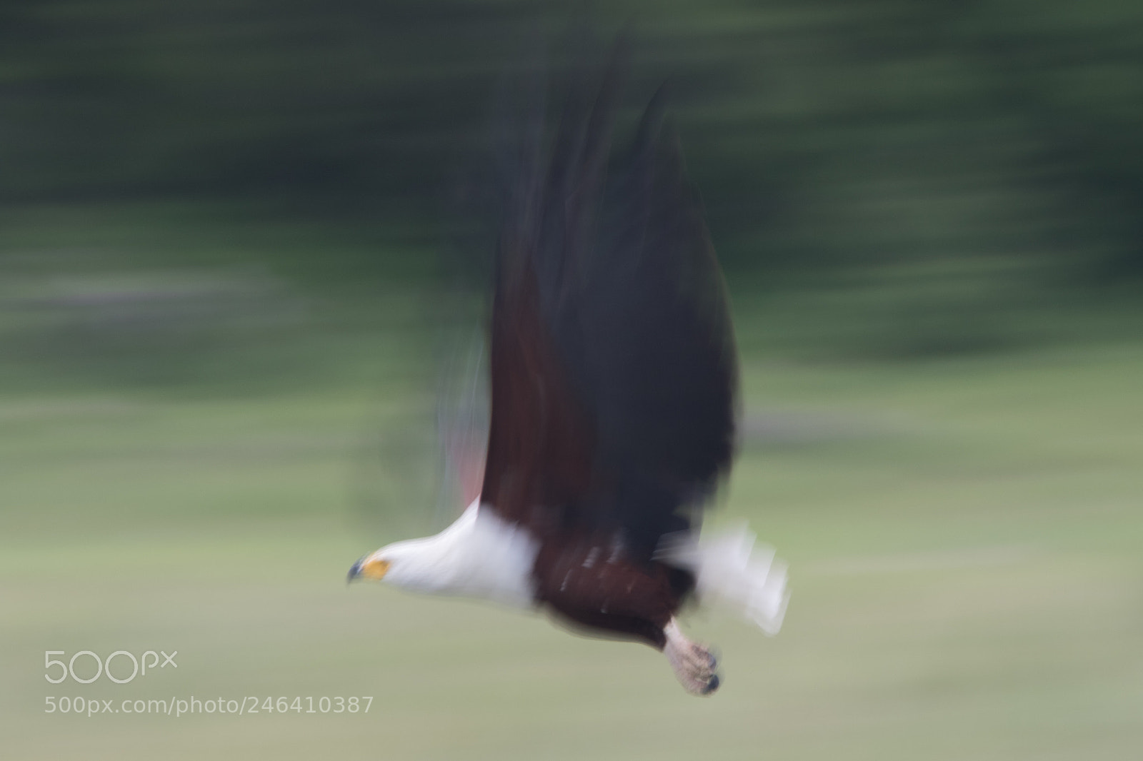Canon EOS 7D Mark II sample photo. Eagle flight photography