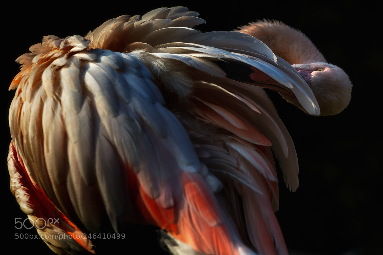 Nikon D7100 sample photo. Flamingo photography