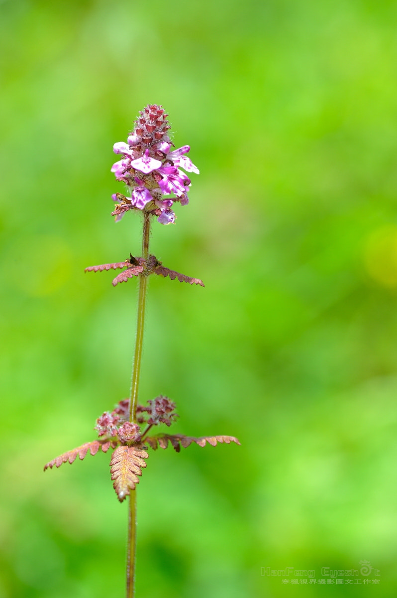 Nikon D700 sample photo. 野花 photography