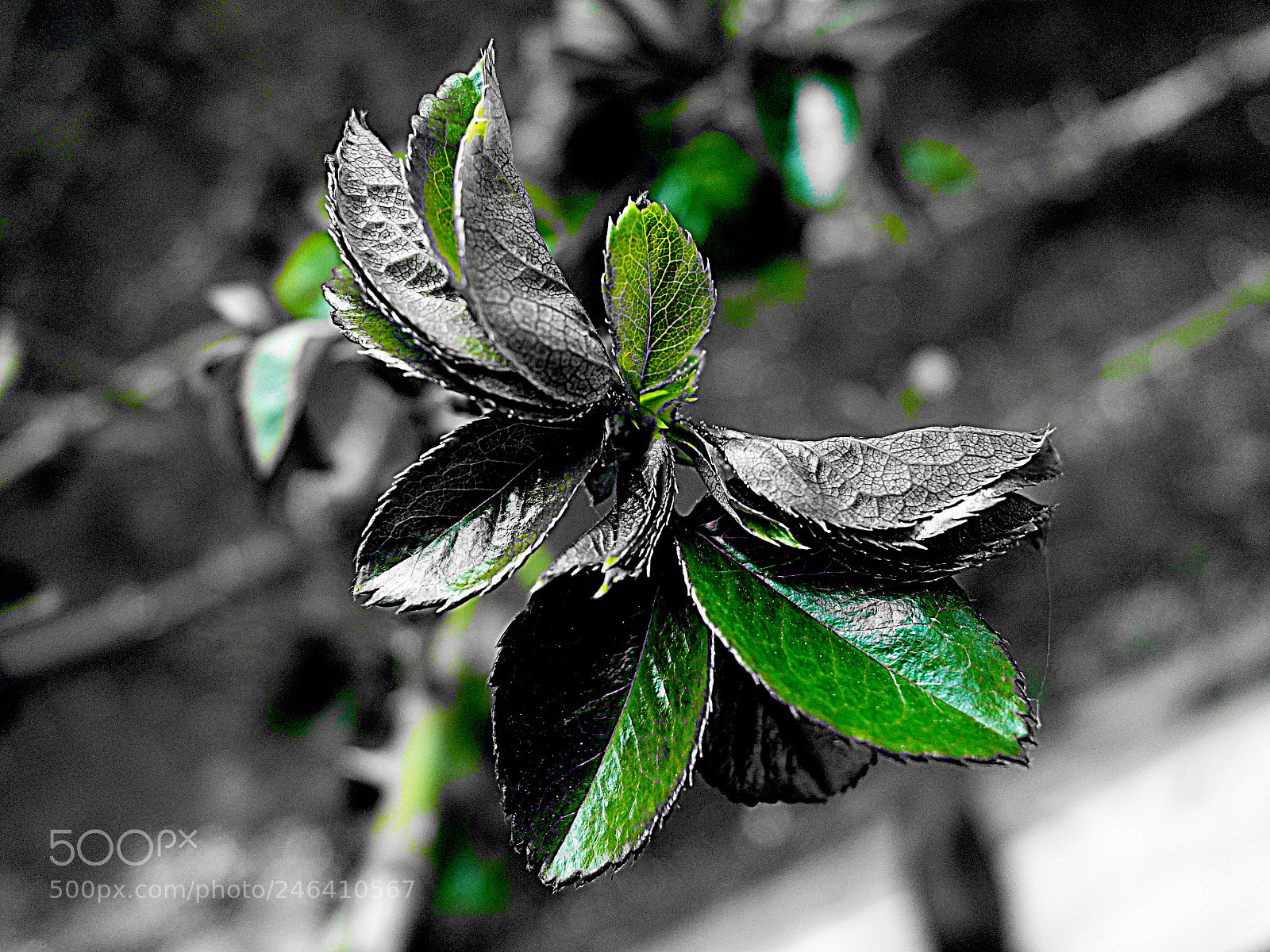 Sony Cyber-shot DSC-RX100 sample photo. Foglie photography