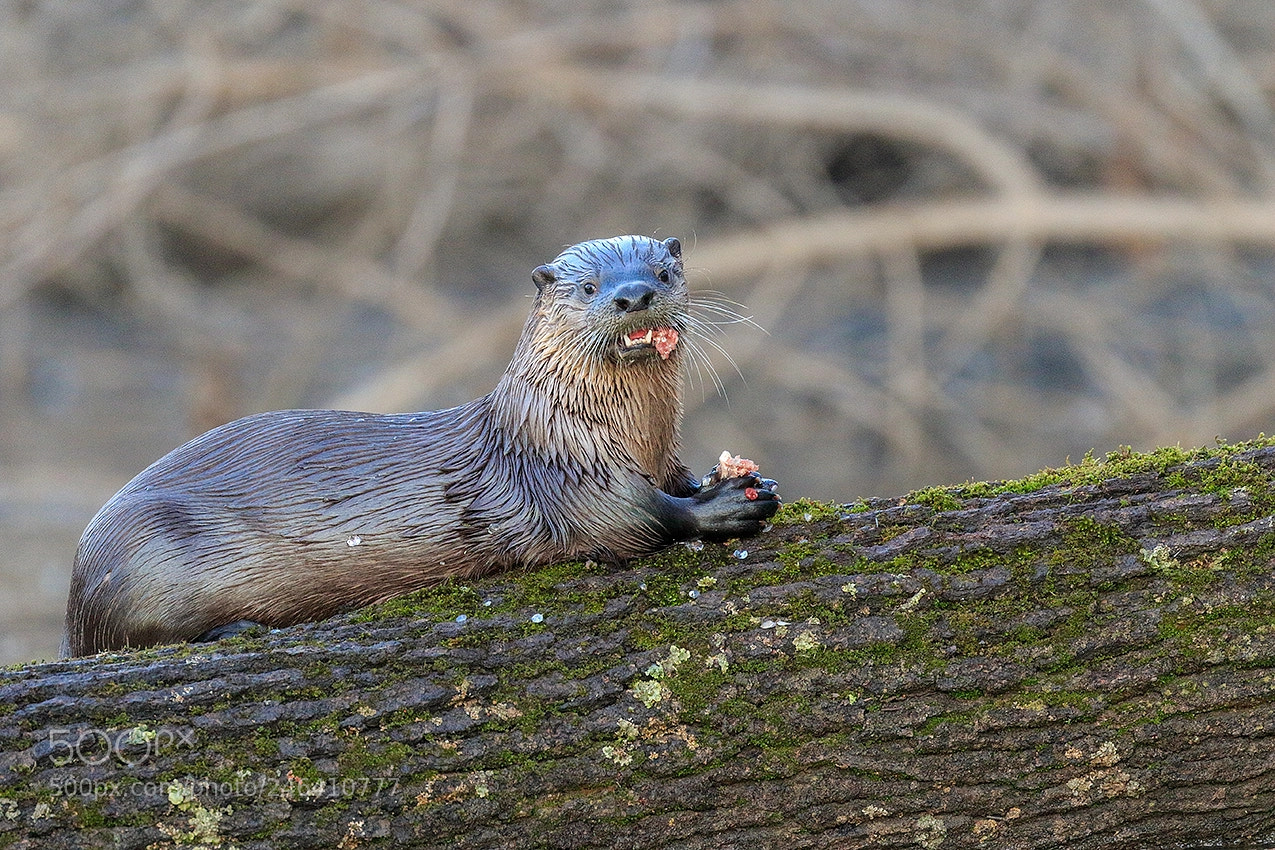 Canon EOS 7D Mark II sample photo. River otter photography