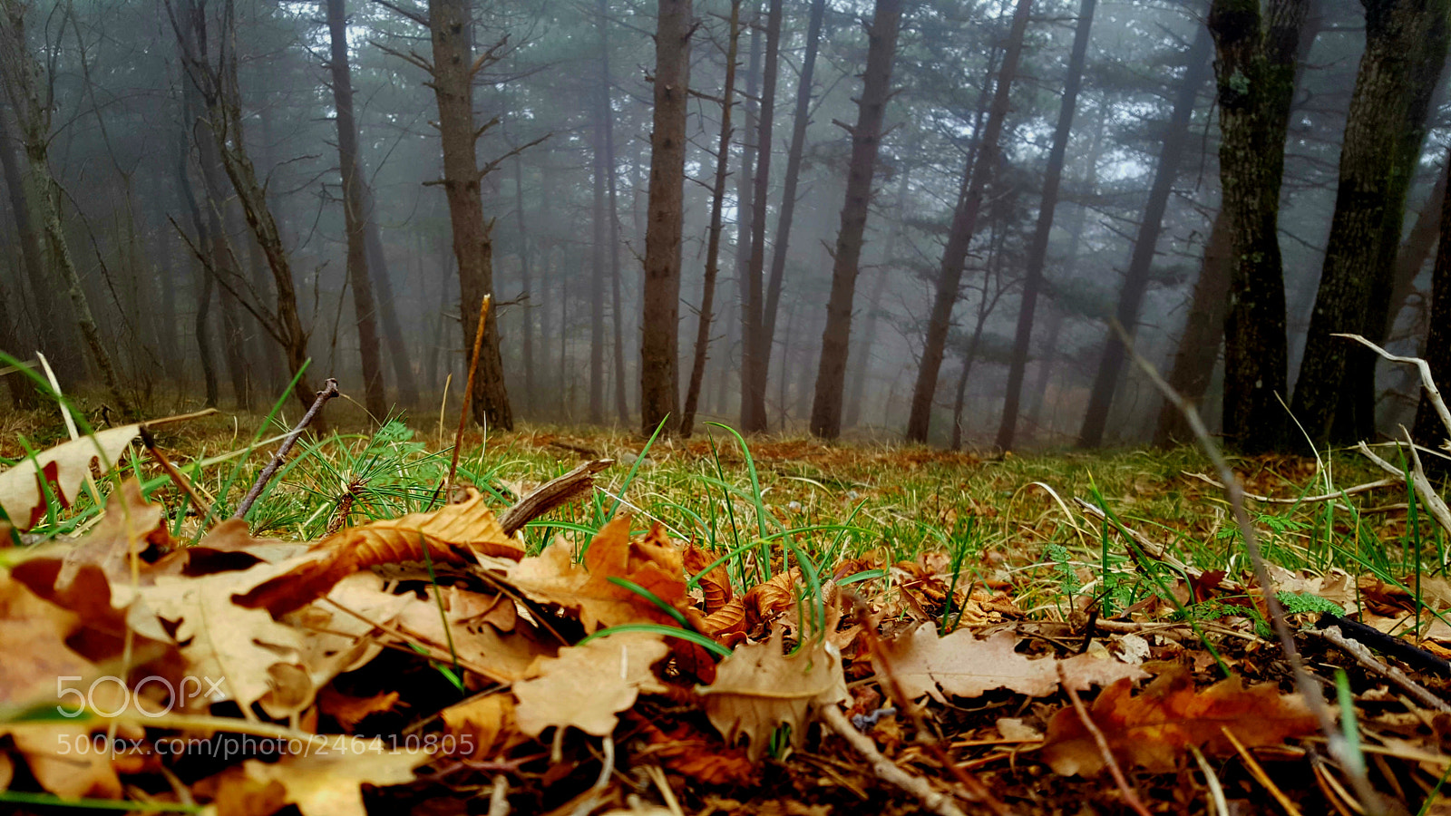 Samsung Galaxy S6 sample photo. Fog photography