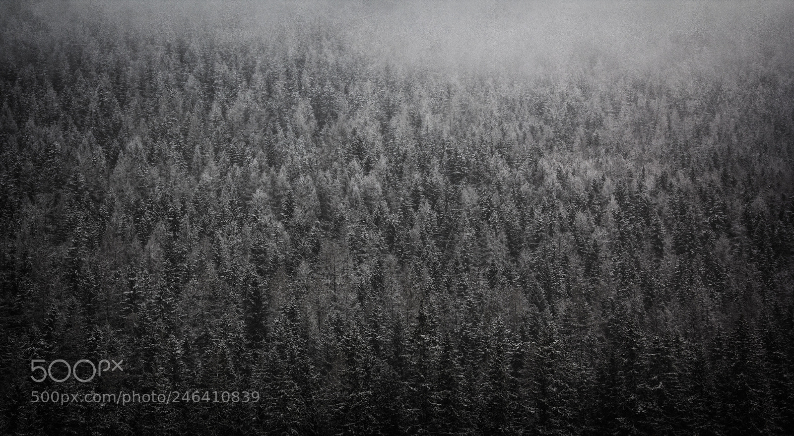 Canon EOS 550D (EOS Rebel T2i / EOS Kiss X4) sample photo. Treescape in winter photography