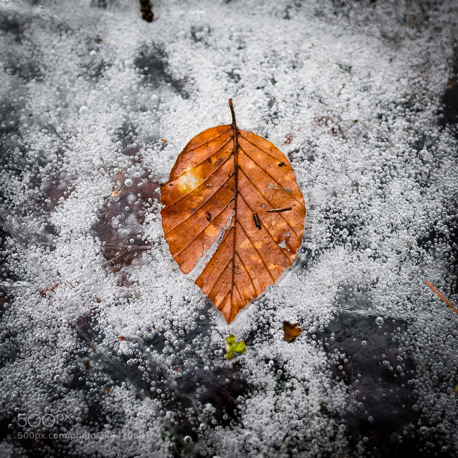 Nikon D810 sample photo. Frozen leaf -2- photography