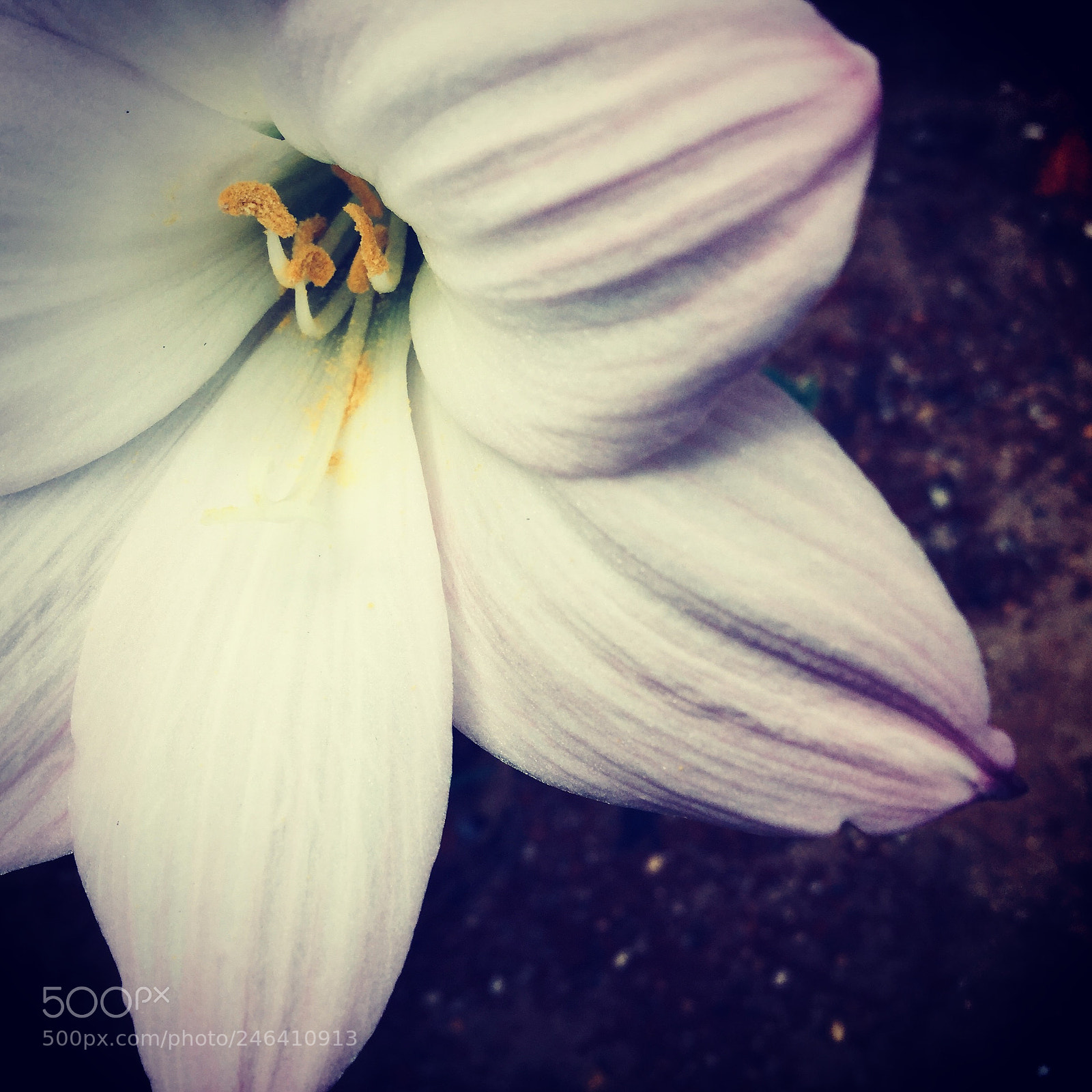 Apple iPad Air 2 sample photo. Just a flower photography