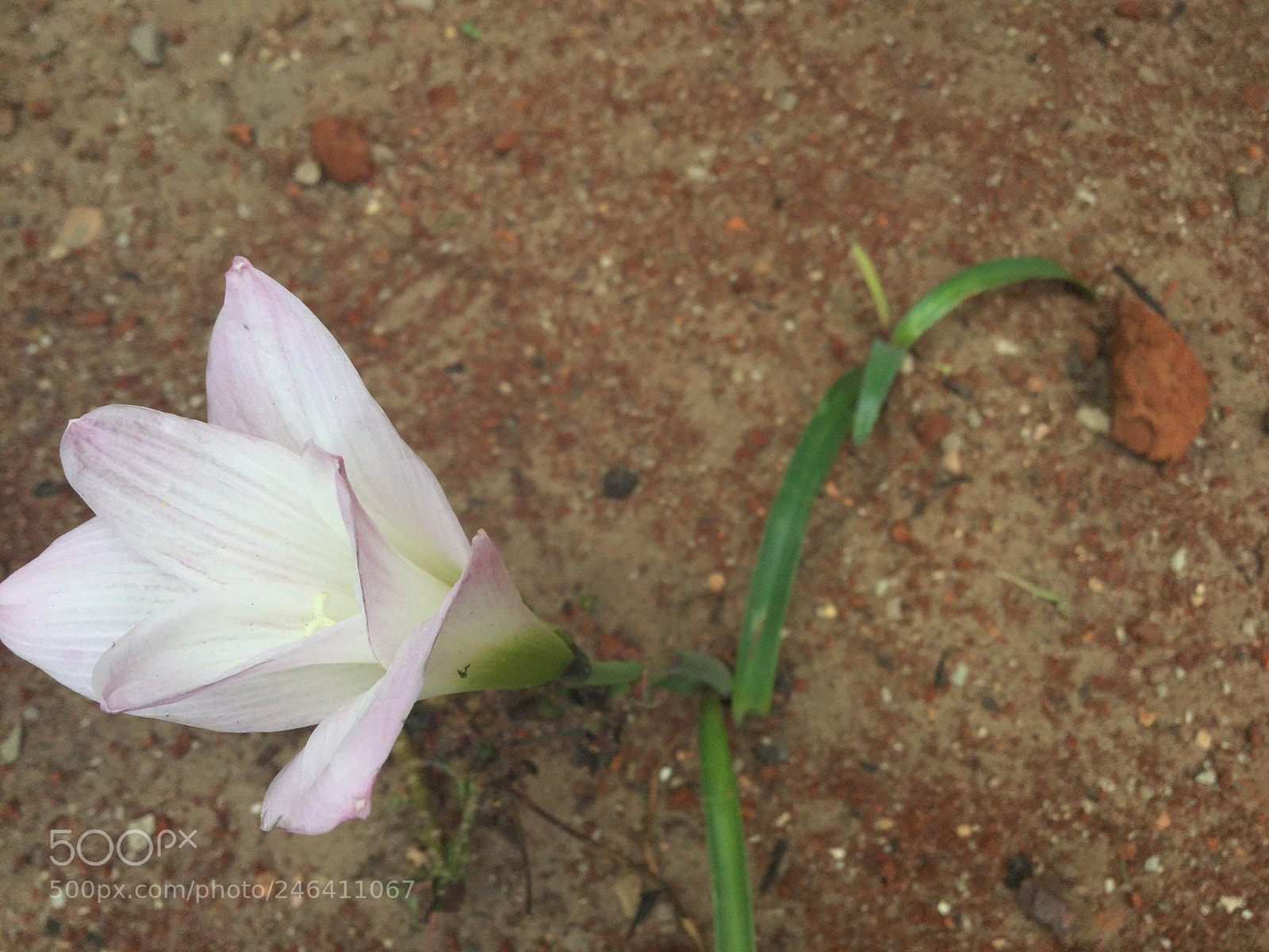 Apple iPad Air 2 sample photo. Another one photography
