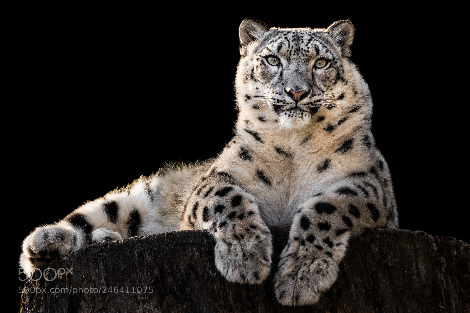 Nikon D500 sample photo. Snow leopard xxx photography