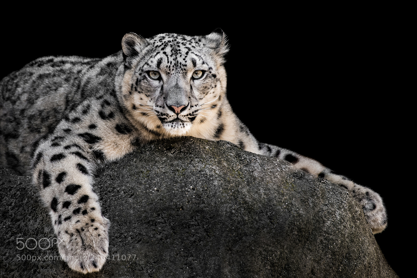 Nikon D810 sample photo. Snow leopard xxii photography