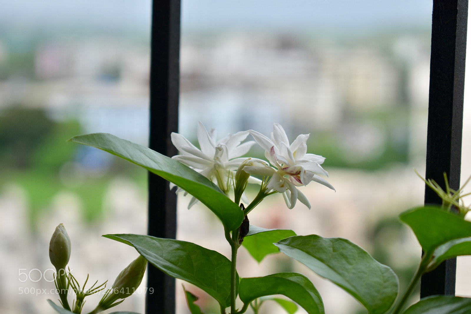 Nikon D5600 sample photo. Every flower is like photography