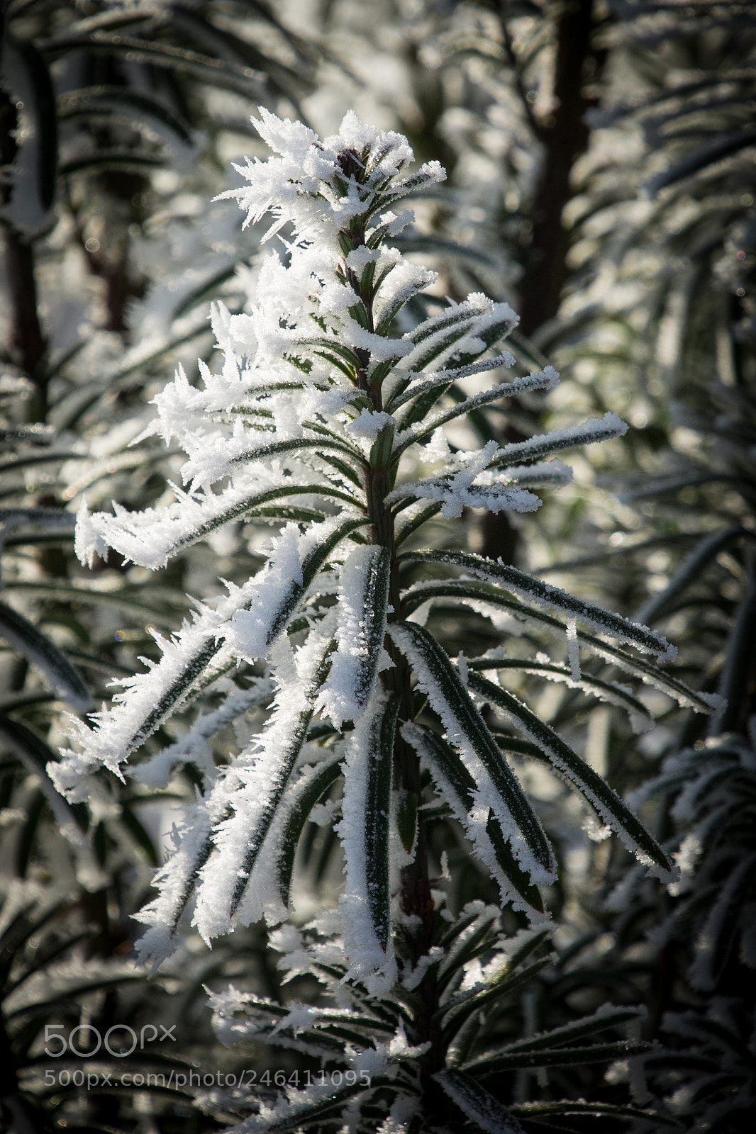 Nikon D7100 sample photo. Glittering snow in the photography