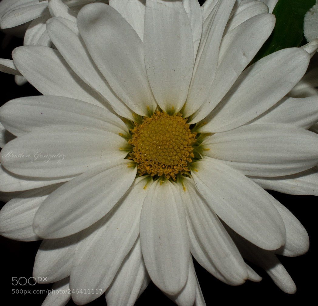 Nikon D3400 sample photo. Daisy photography