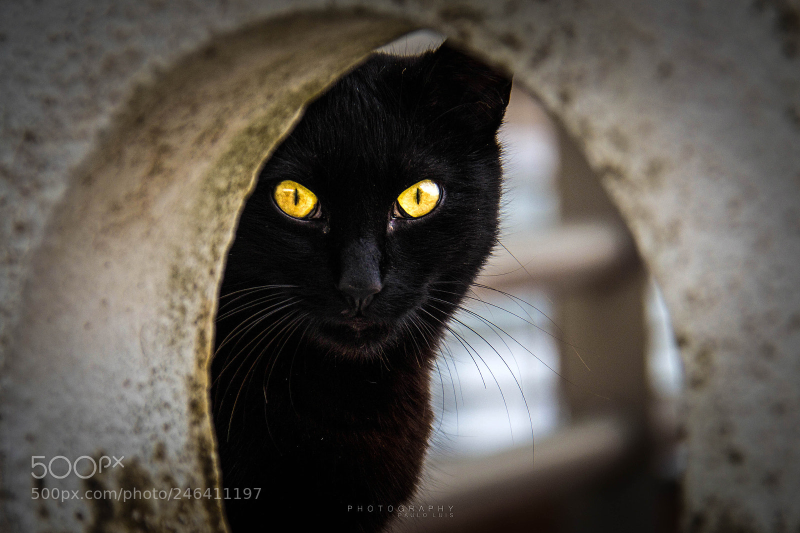 Canon EOS 60D sample photo. World cat day photography