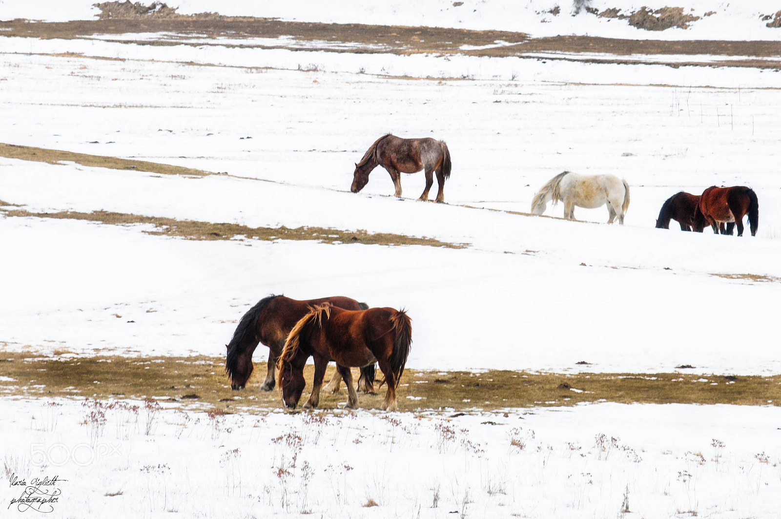 Nikon D300S sample photo. Horses photography