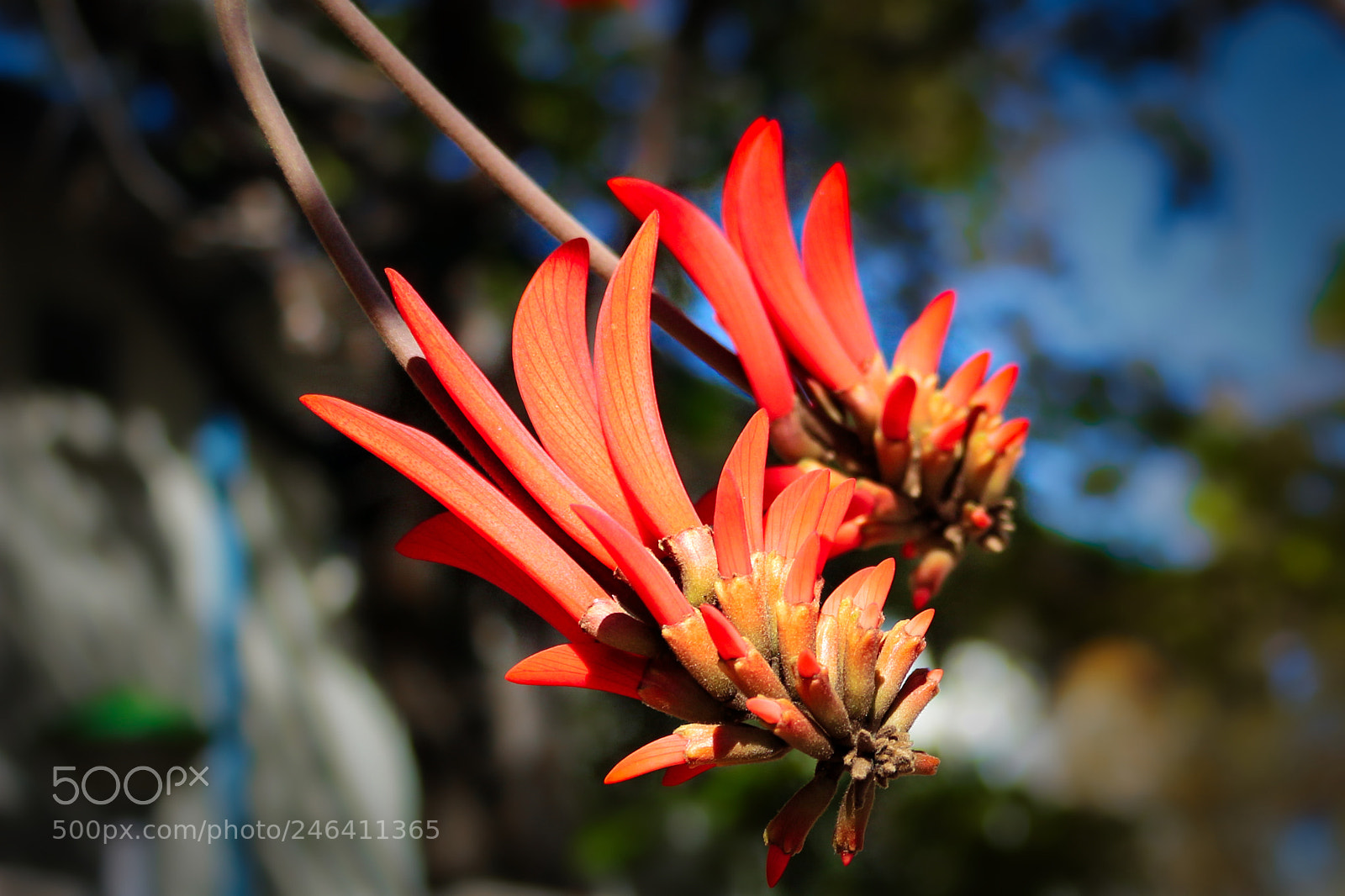 Canon EOS 100D (EOS Rebel SL1 / EOS Kiss X7) sample photo. A beautiful red flower photography