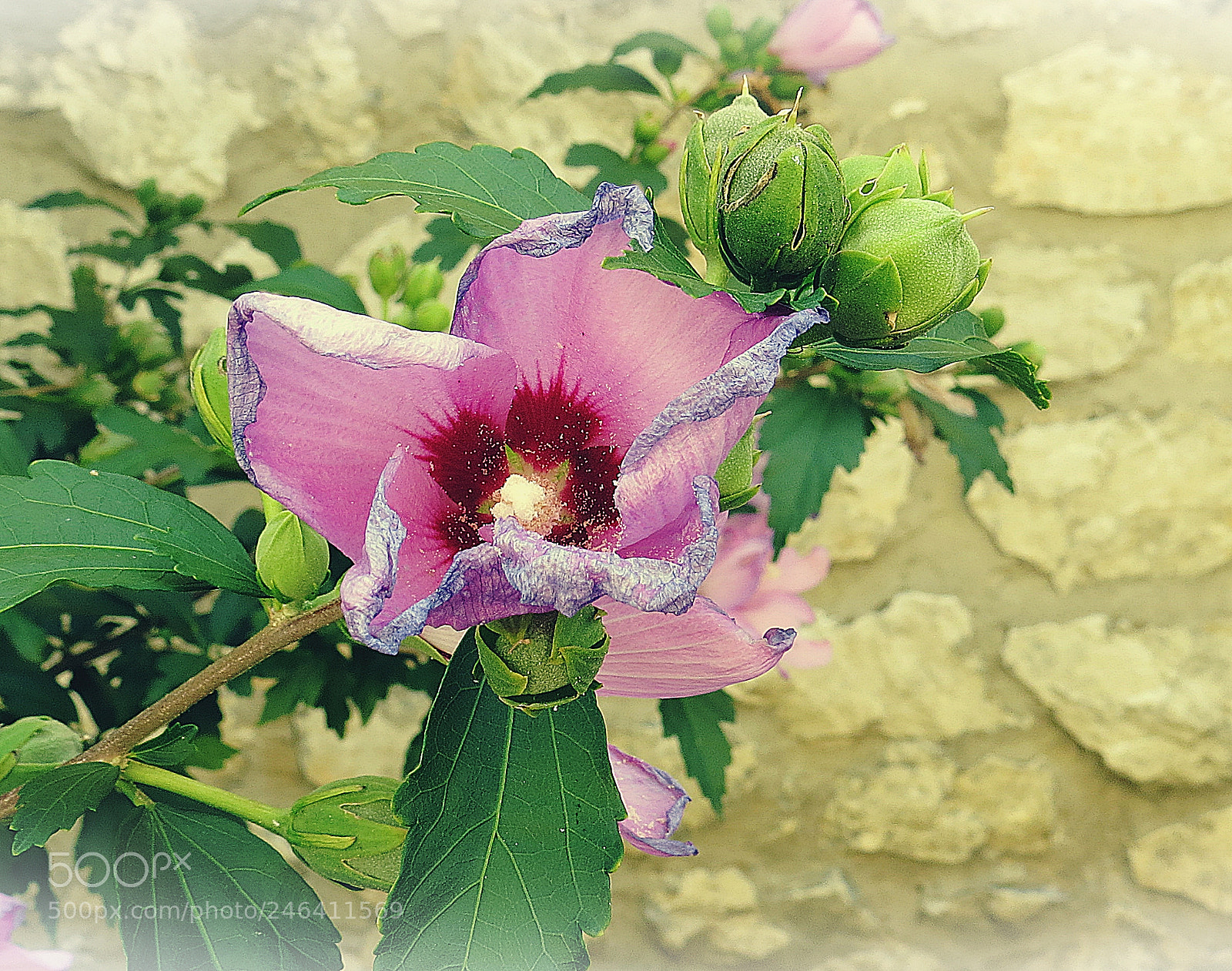 Canon PowerShot SX50 HS sample photo. Last summer photography
