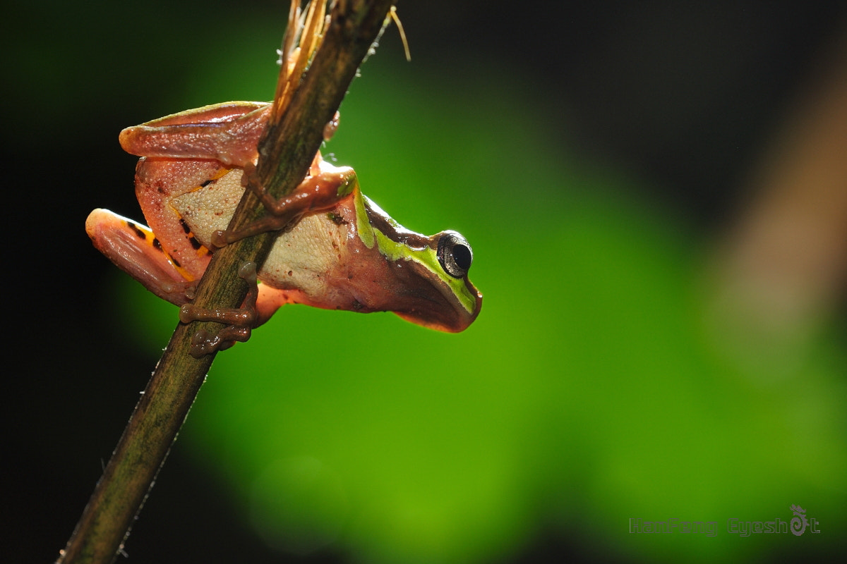 Nikon AF Micro-Nikkor 200mm F4D ED-IF sample photo. 树蛙 photography