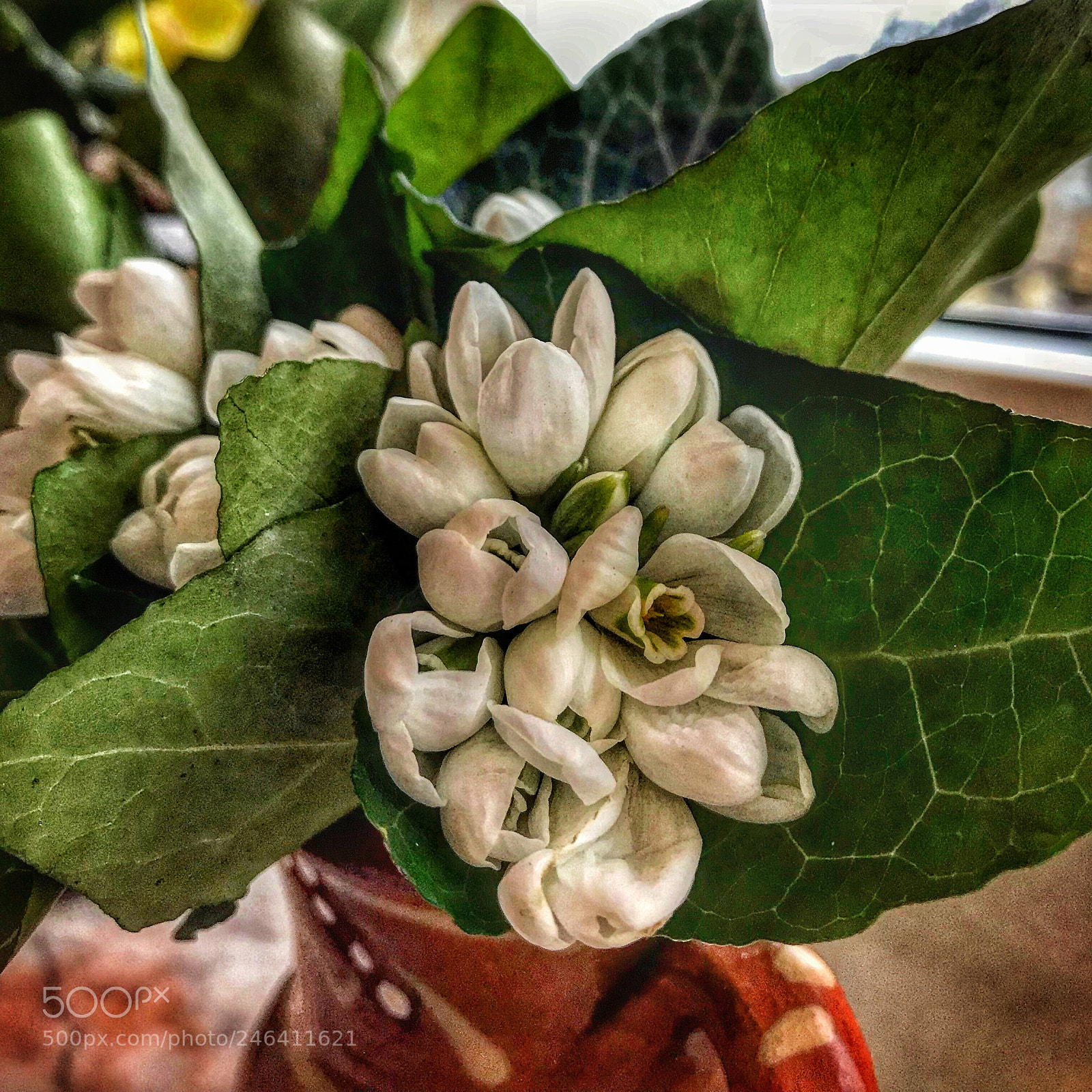 Apple iPhone 7 sample photo. Snowdrops photography