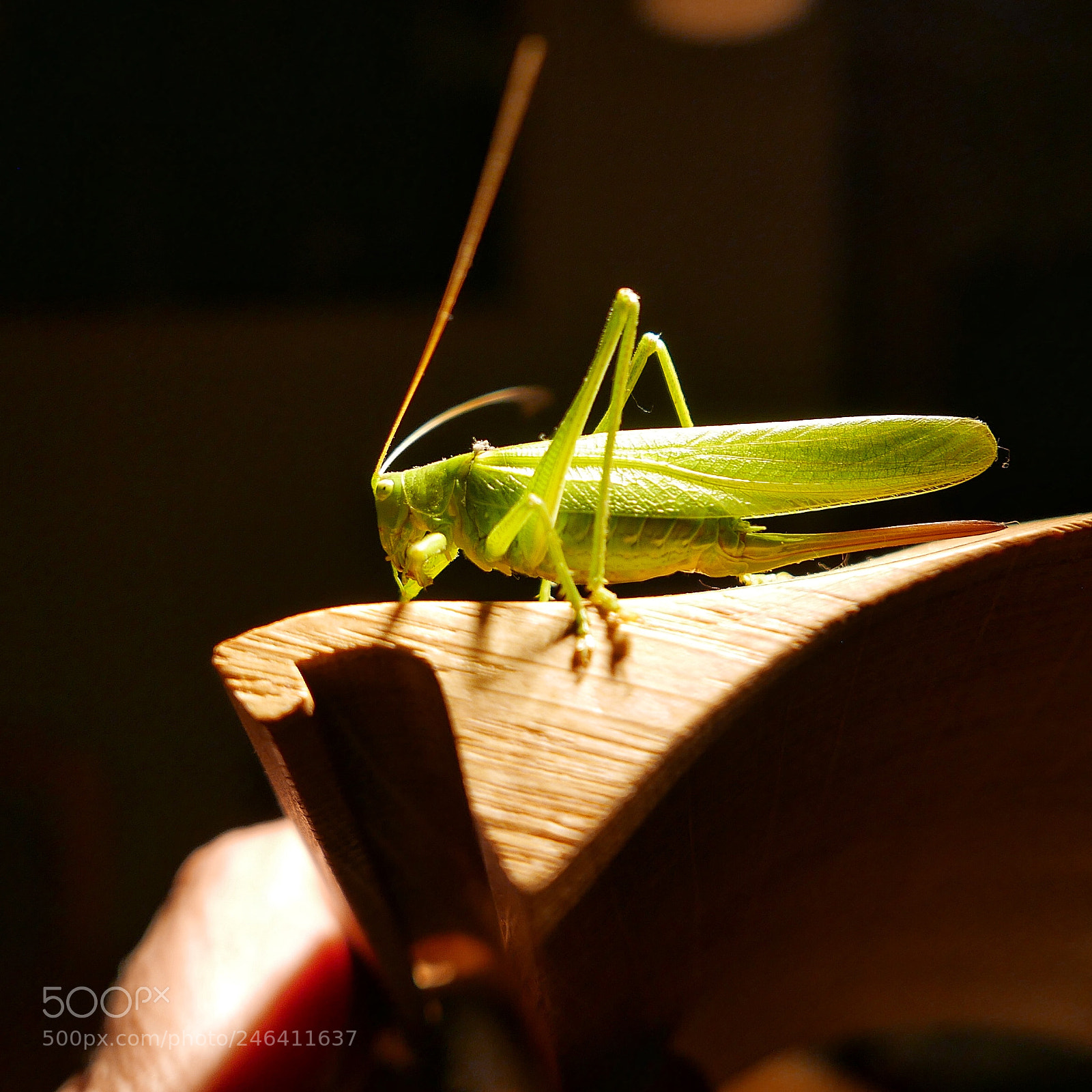 Panasonic Lumix DMC-LX100 sample photo. Grasshopper on a ipad photography