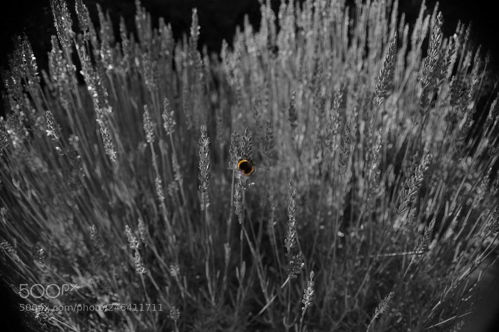 Nikon D3100 sample photo. 2017. bariloche y osorno photography