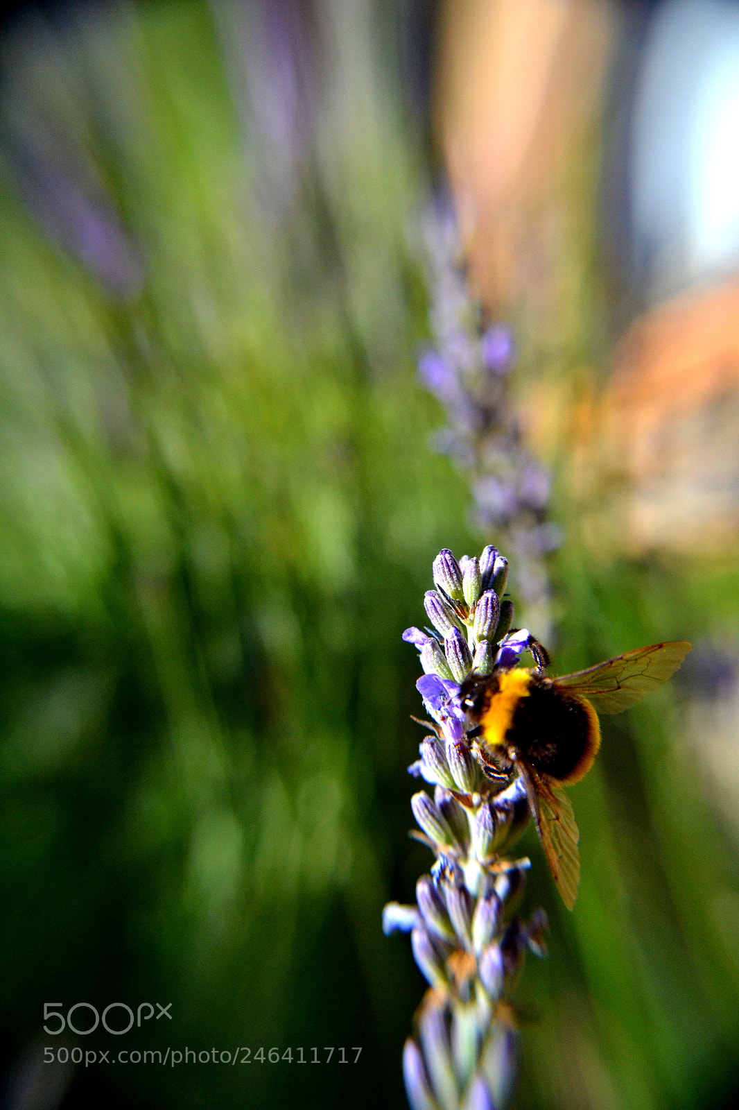 Nikon D3100 sample photo. 2017. bariloche y osorno photography