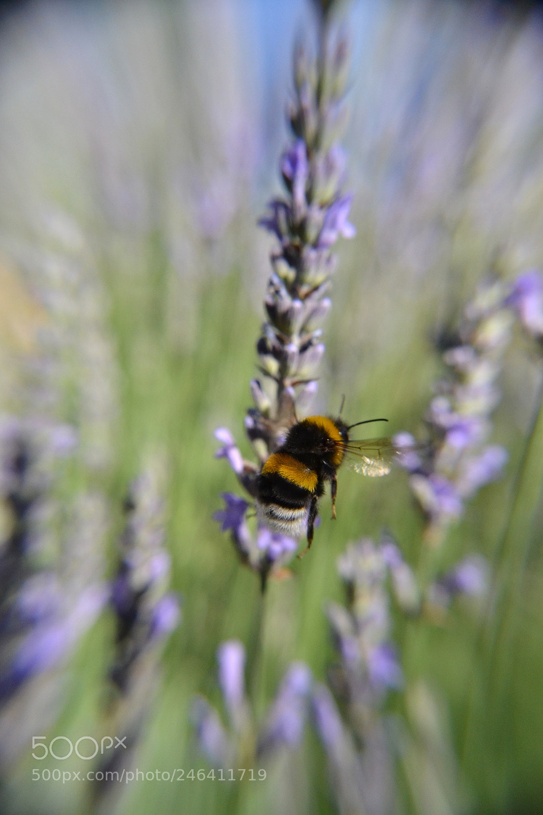 Nikon D3100 sample photo. 2017. bariloche y osorno photography