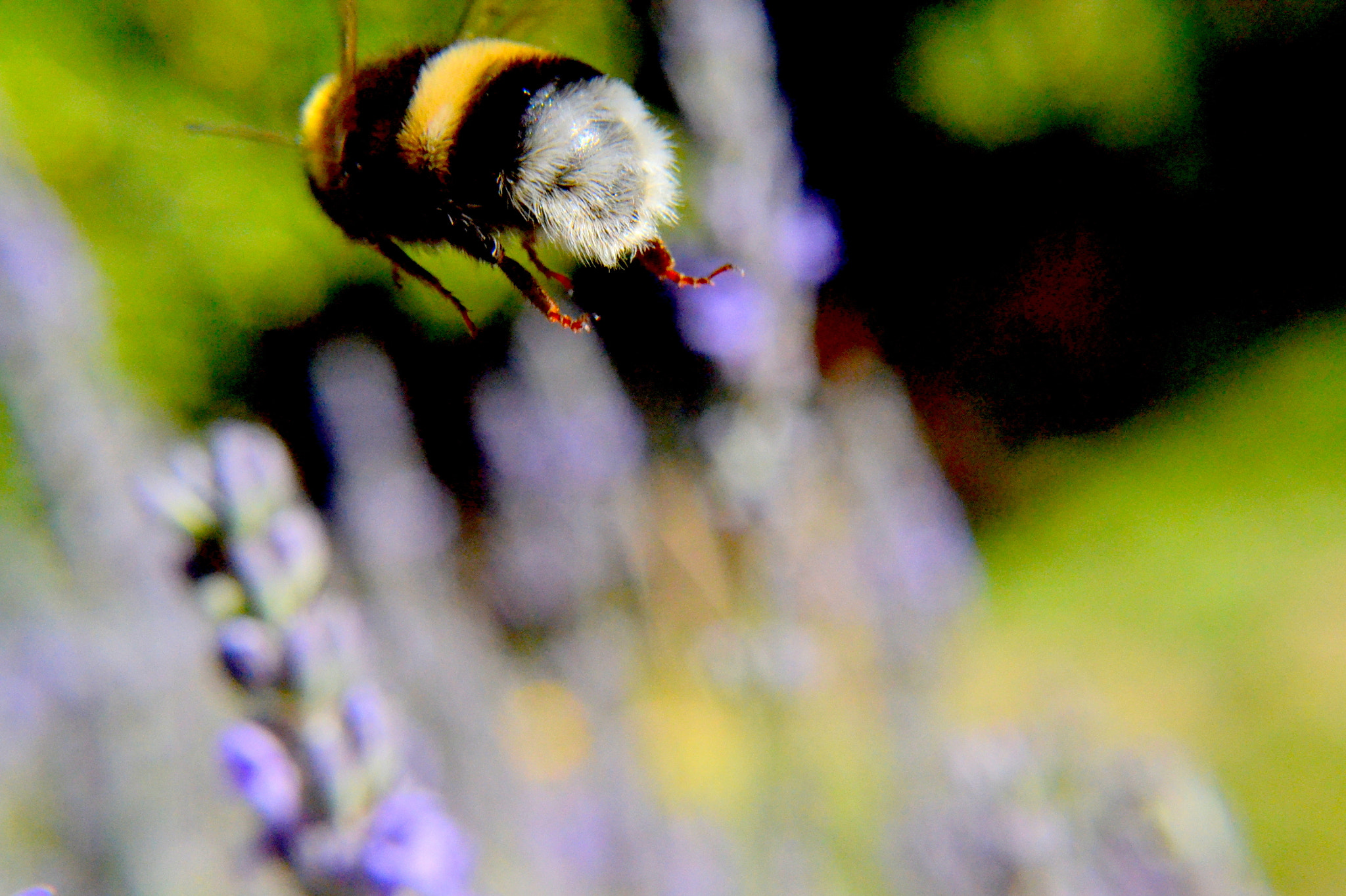 Nikon D3100 + Nikon AF-S DX Nikkor 35mm F1.8G sample photo. 2017. bariloche y osorno photography