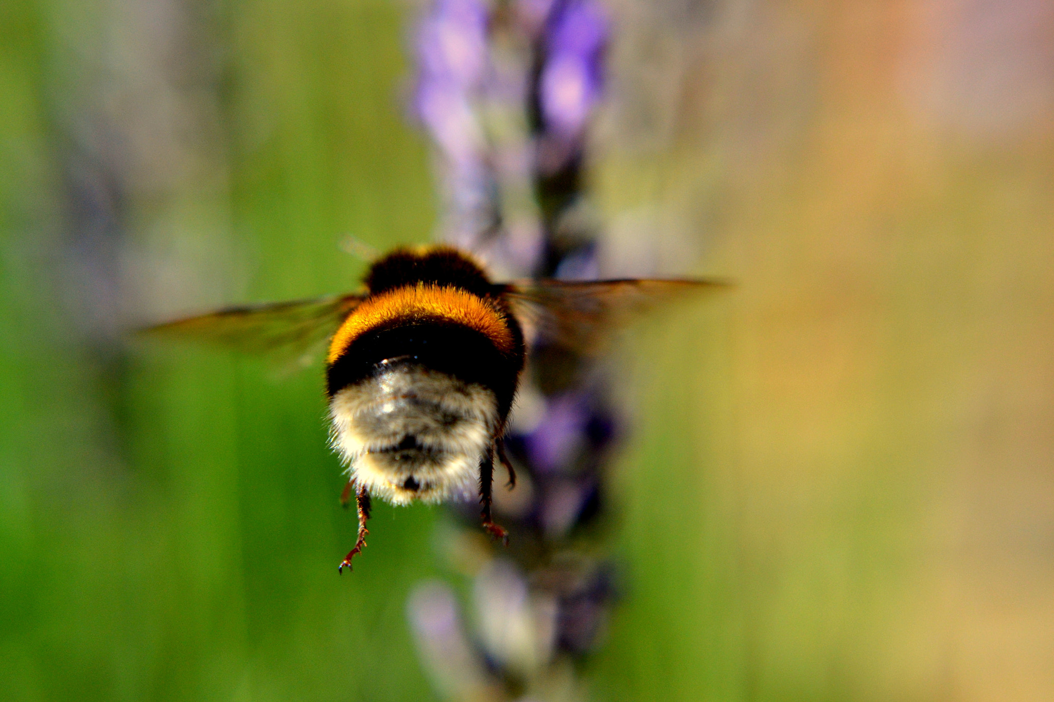 Nikon D3100 + Nikon AF-S DX Nikkor 35mm F1.8G sample photo. 2017. bariloche y osorno photography