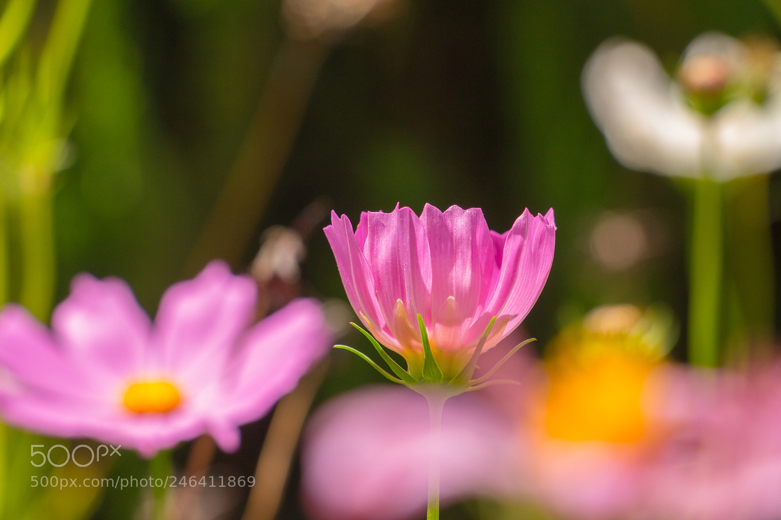 Canon EOS 700D (EOS Rebel T5i / EOS Kiss X7i) sample photo. Beatiful flower photography
