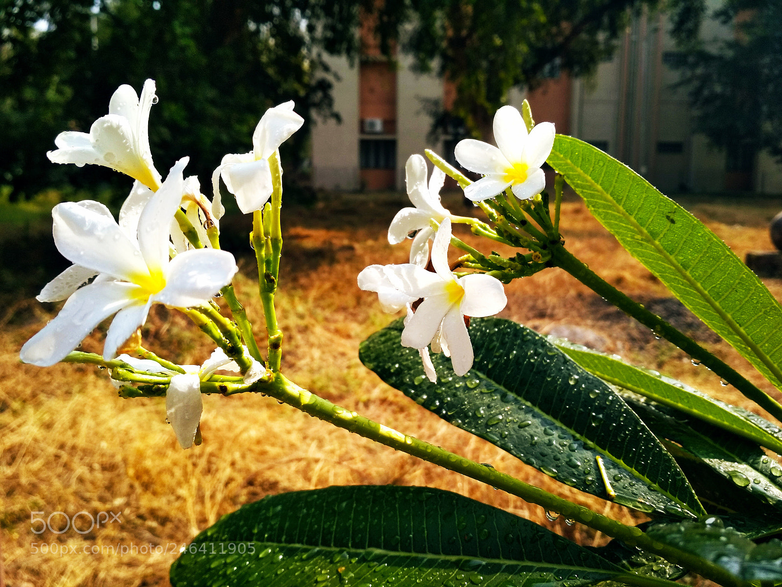 Xiaomi Redmi 4 Pro sample photo. Untitled photography