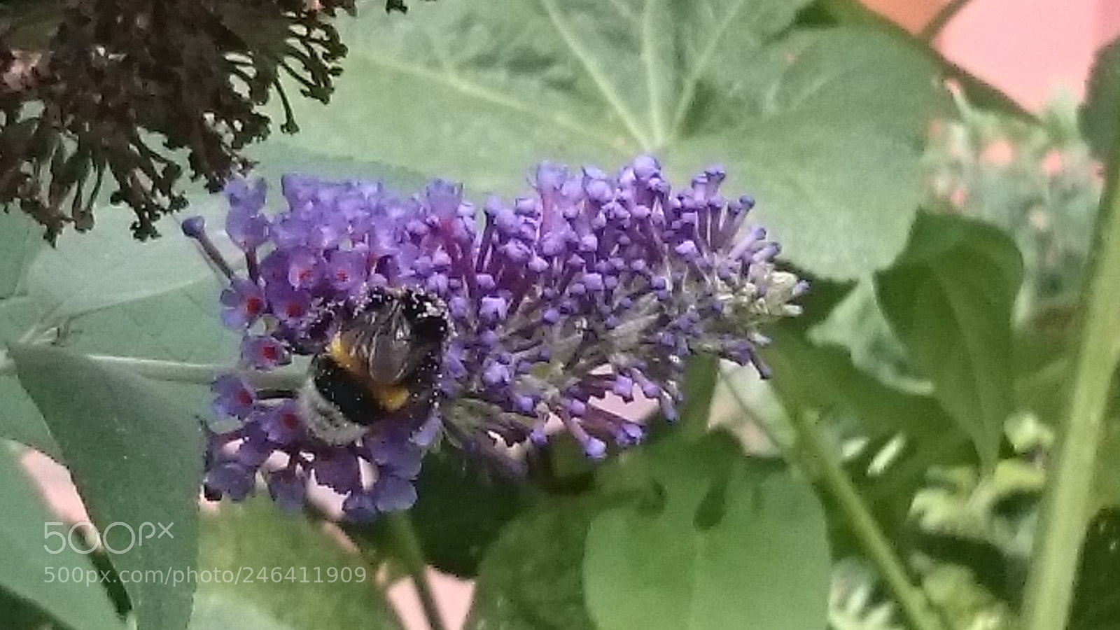 Sony Xperia Z2 sample photo. Flieder und hummel photography