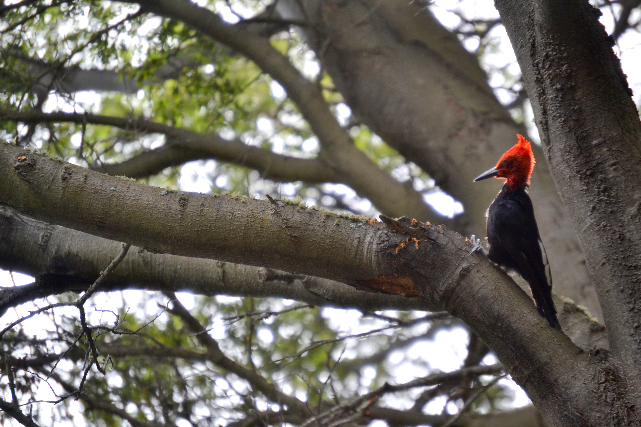 Nikon D3100 sample photo. 2017. bariloche y osorno photography