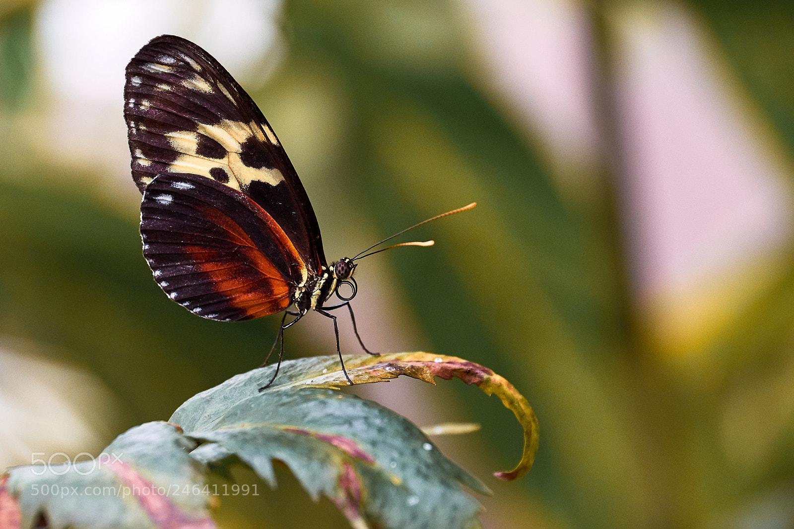 Sony a7 II sample photo. * noble colors * photography