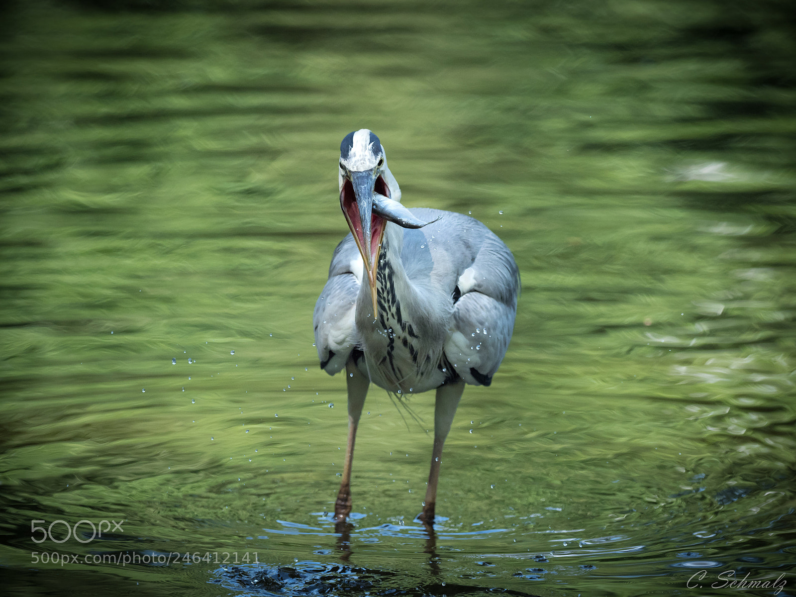 Olympus OM-D E-M1 Mark II sample photo. Fishing photography