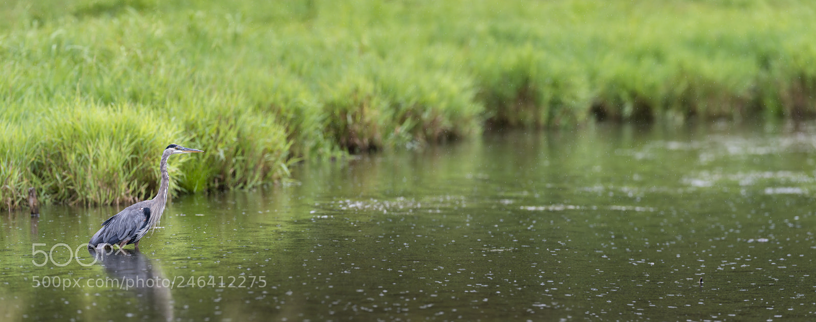 Nikon D800 sample photo. This is my pond... photography