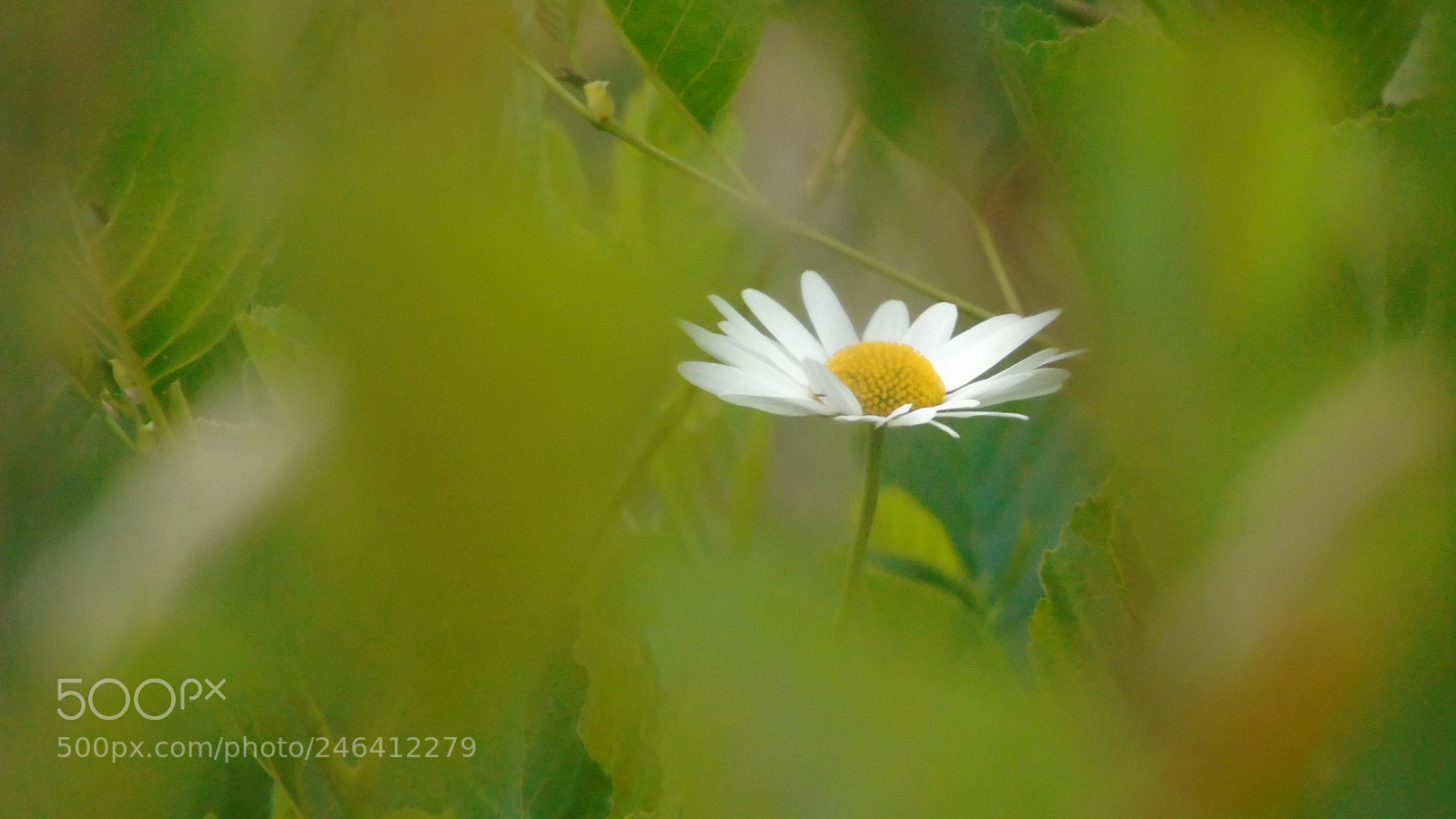 Sony Cyber-shot DSC-H400 sample photo. Flower photography
