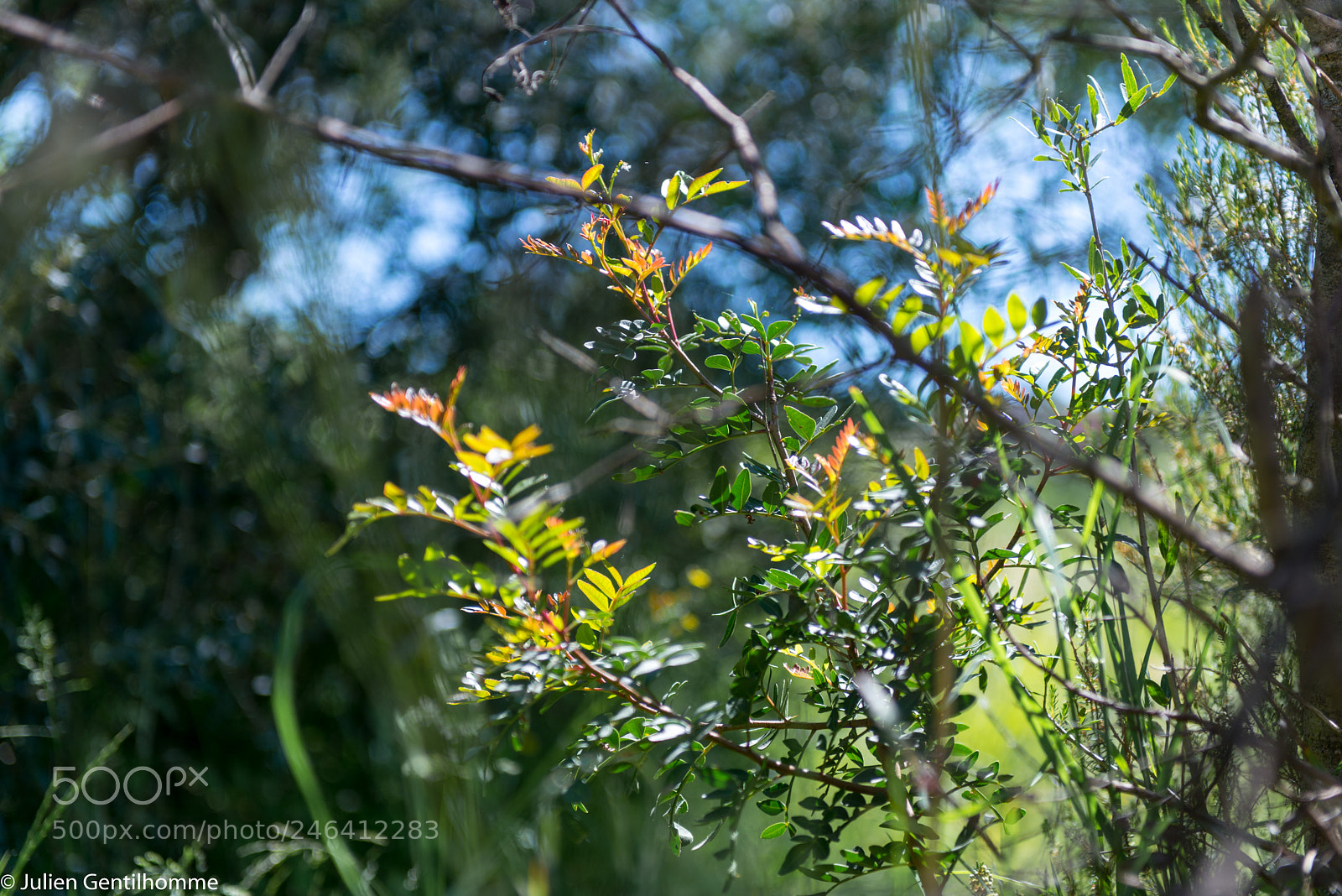 Nikon D800 sample photo. Vegetation's light photography