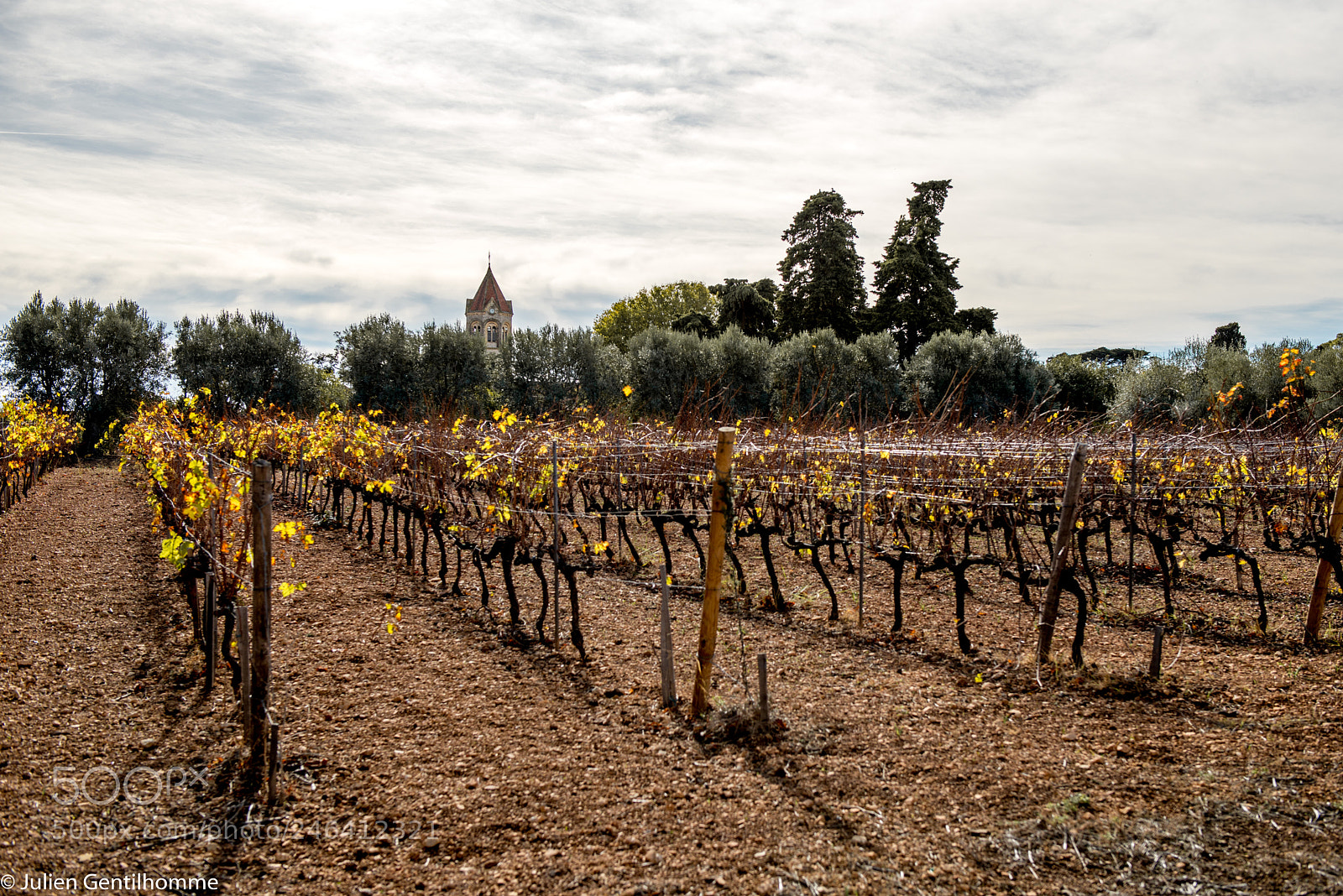 Nikon D800 sample photo. Vineyard photography