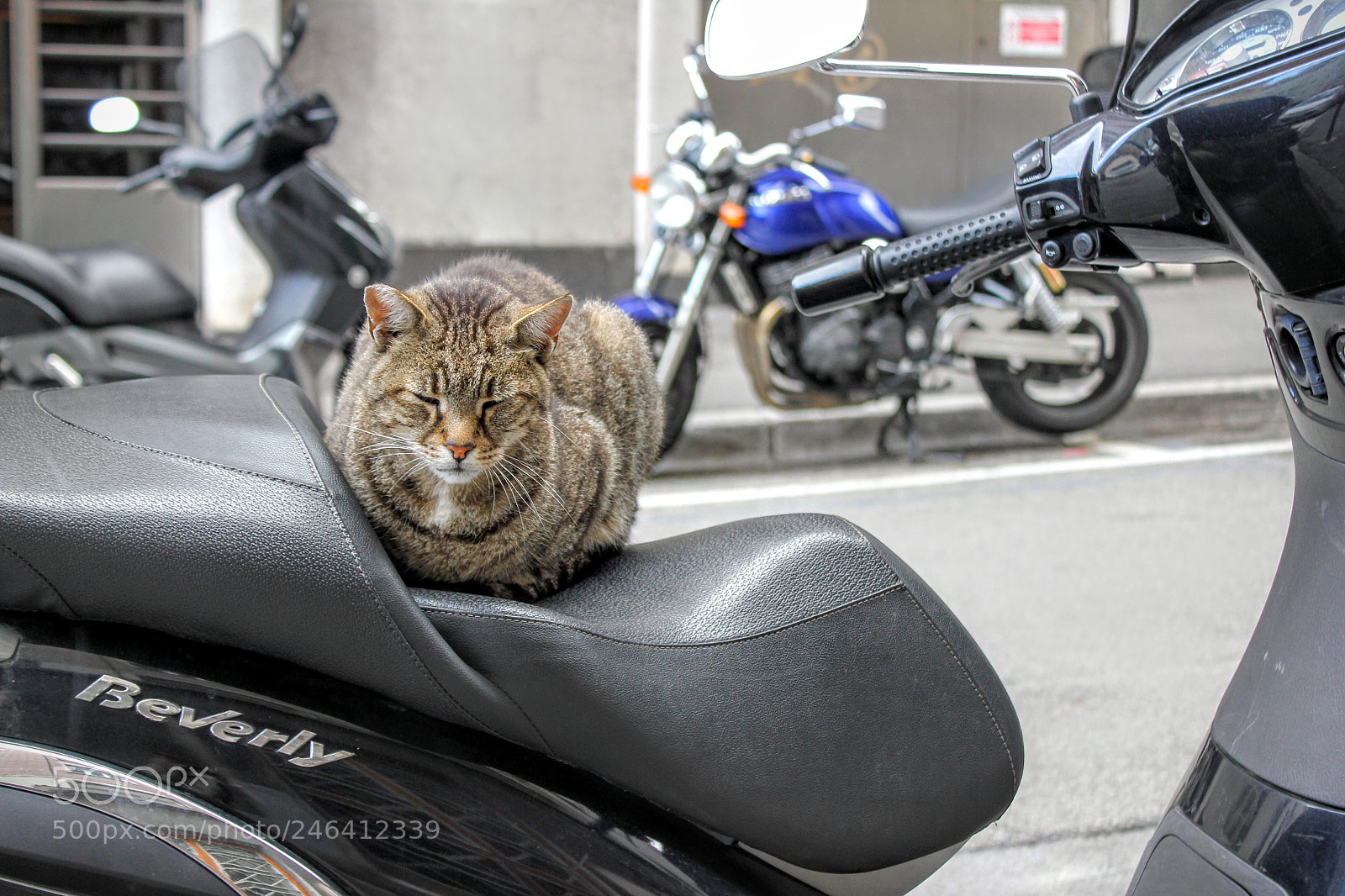 Canon EF-S 18-55mm F3.5-5.6 IS sample photo. Img photography