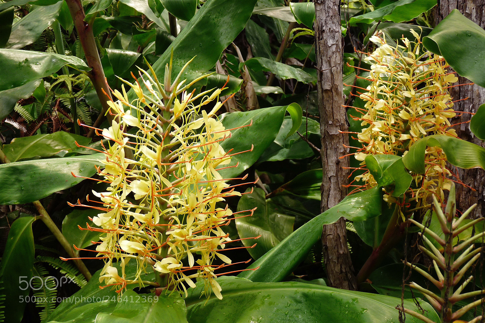 Panasonic Lumix DMC-FZ28 sample photo. Yellow clusters photography