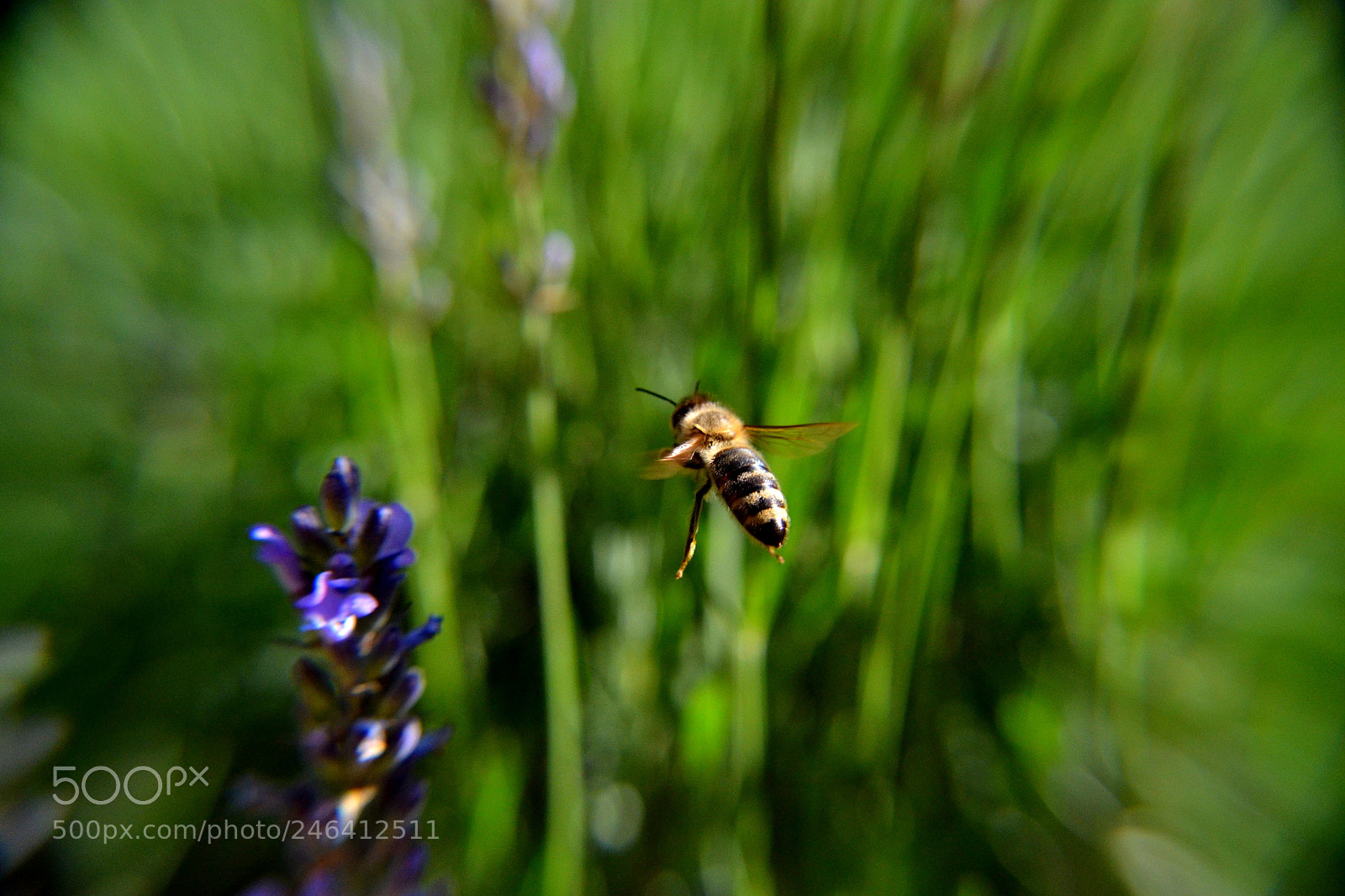 Nikon D3100 sample photo. 2017. bariloche y osorno photography