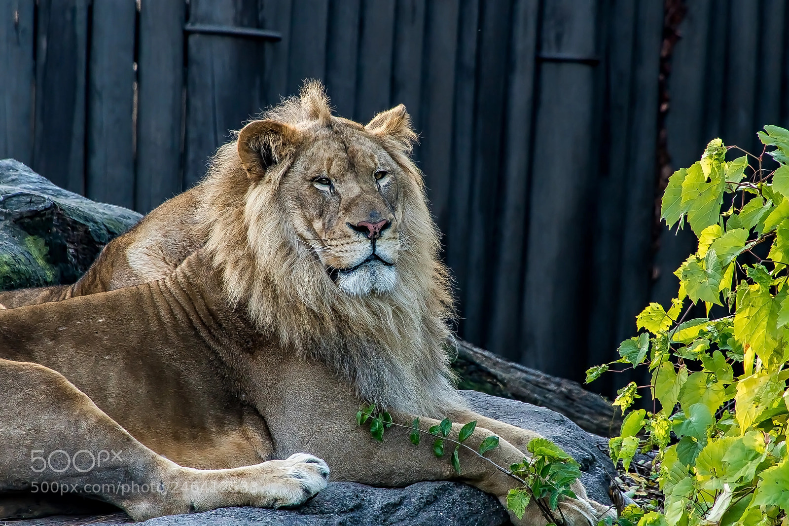 Sony a9 sample photo. Simply majestic photography