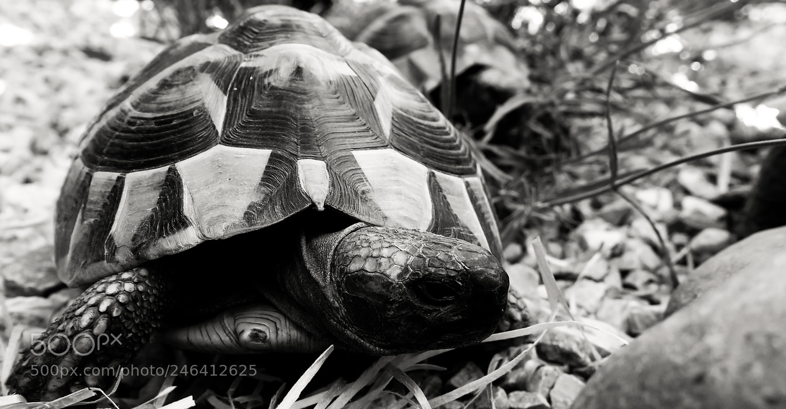 Canon PowerShot G3 X sample photo. Turtles photography