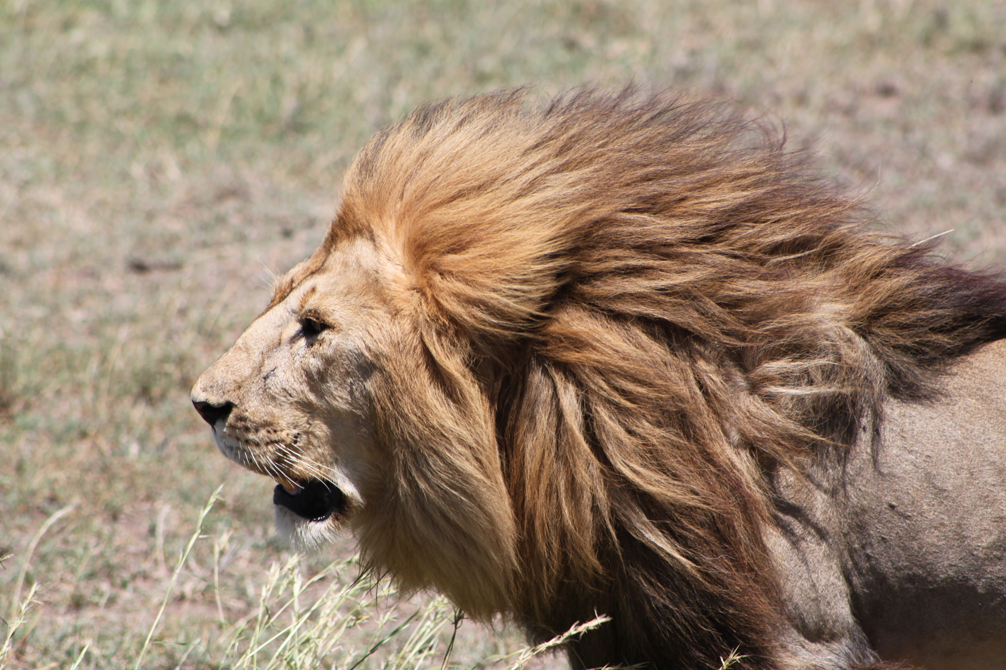 EF75-300mm f/4-5.6 sample photo. The lion never sleeps photography