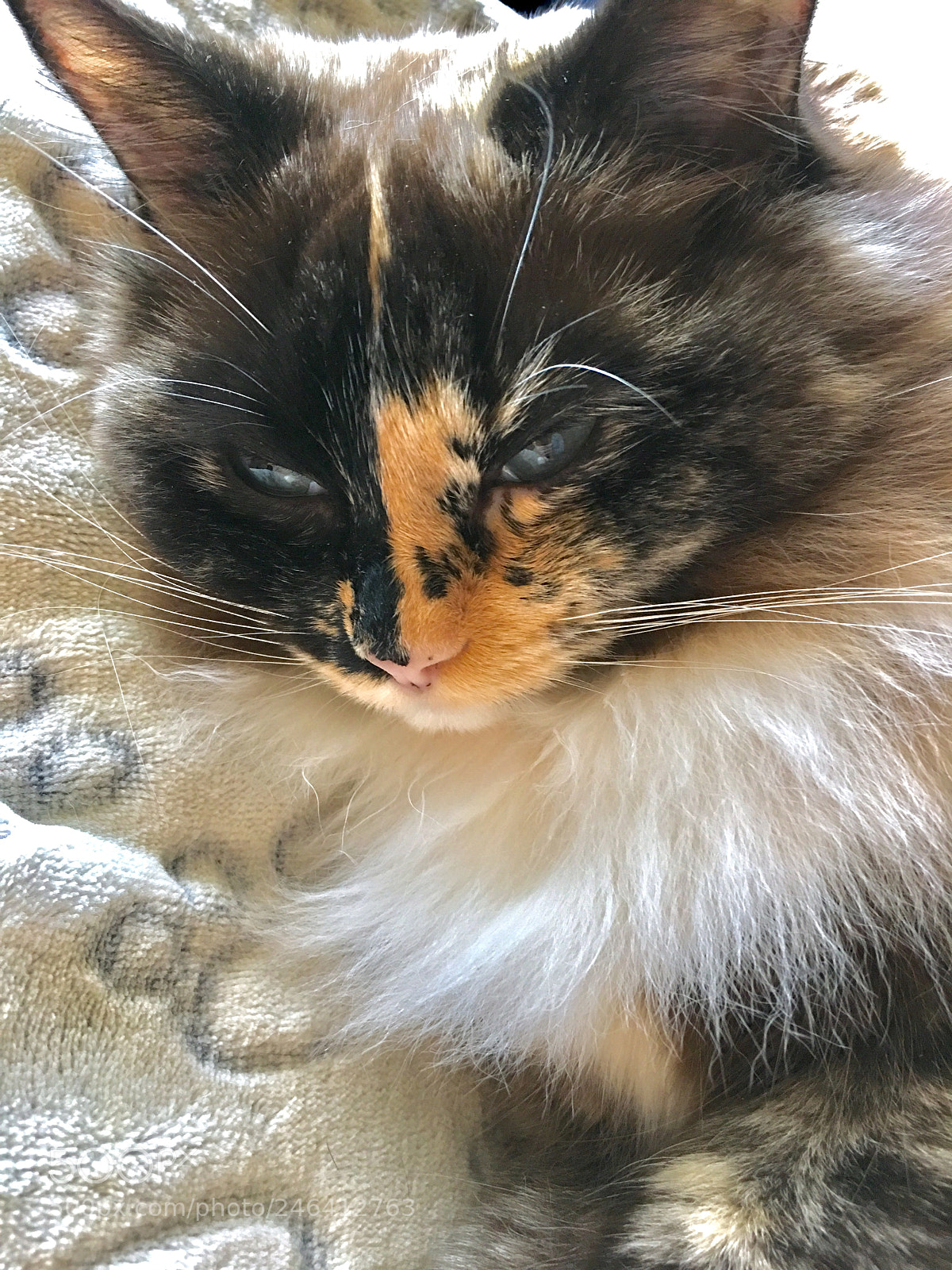 Apple iPhone 6s Plus sample photo. Such a sleepy girl photography