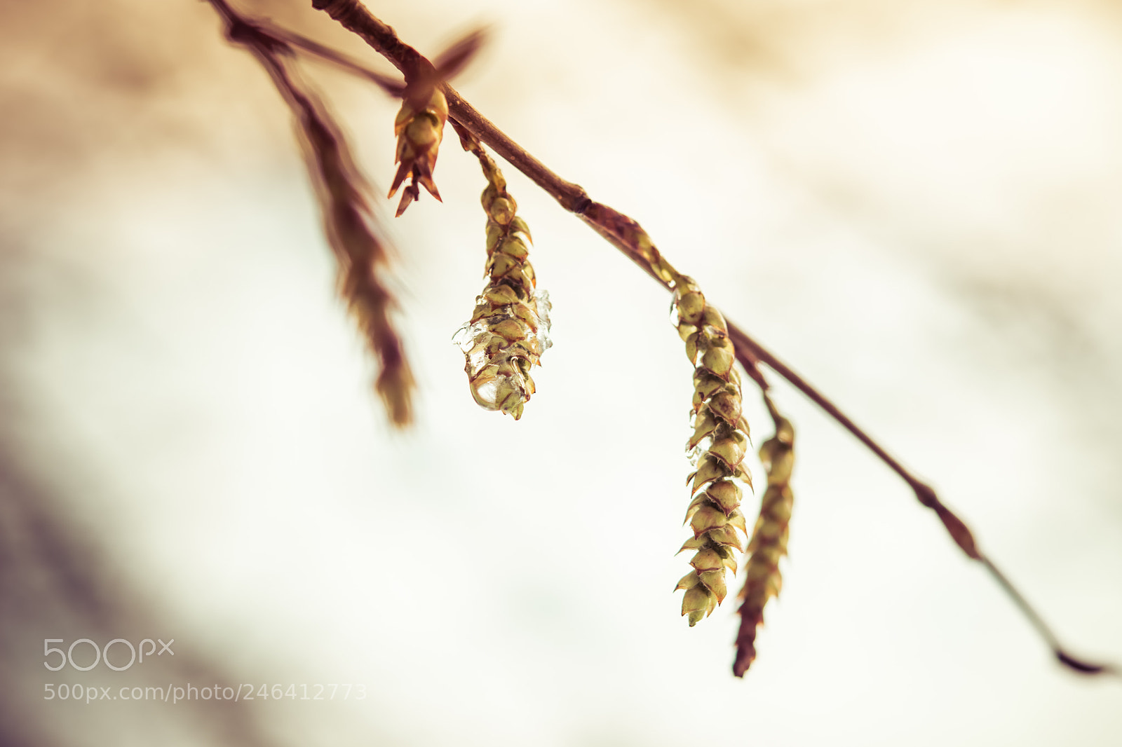 Nikon D7200 sample photo. Nature is waking up photography