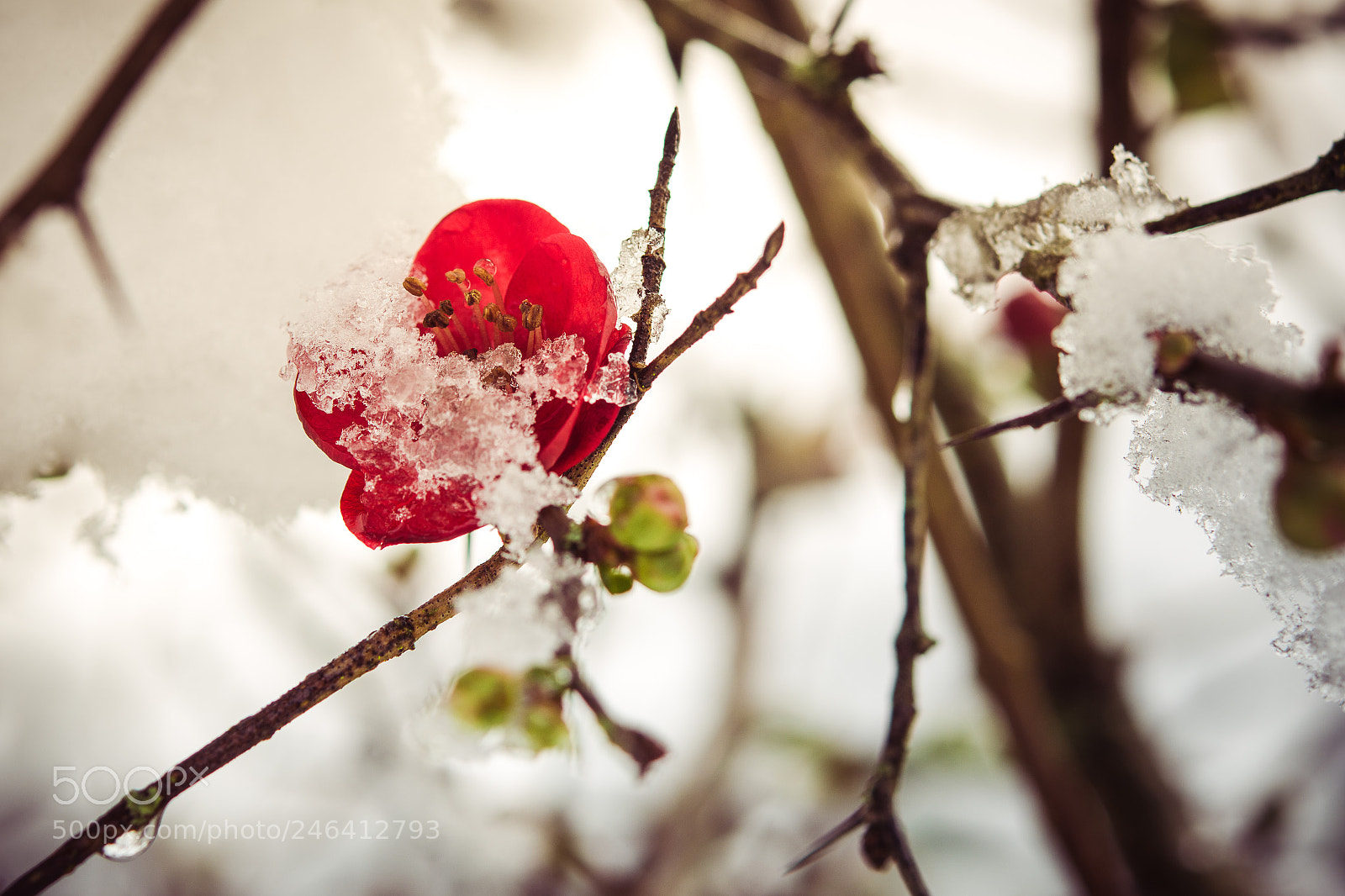 Nikon D7200 sample photo. Nature is waking up 2 photography