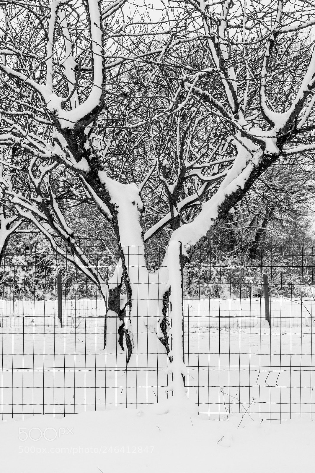 Nikon D7200 sample photo. Snow and grilling photography
