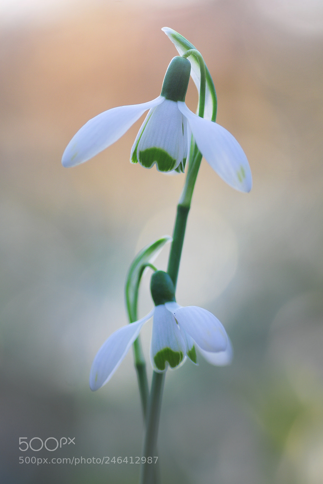 Pentax K-5 sample photo. Protection photography