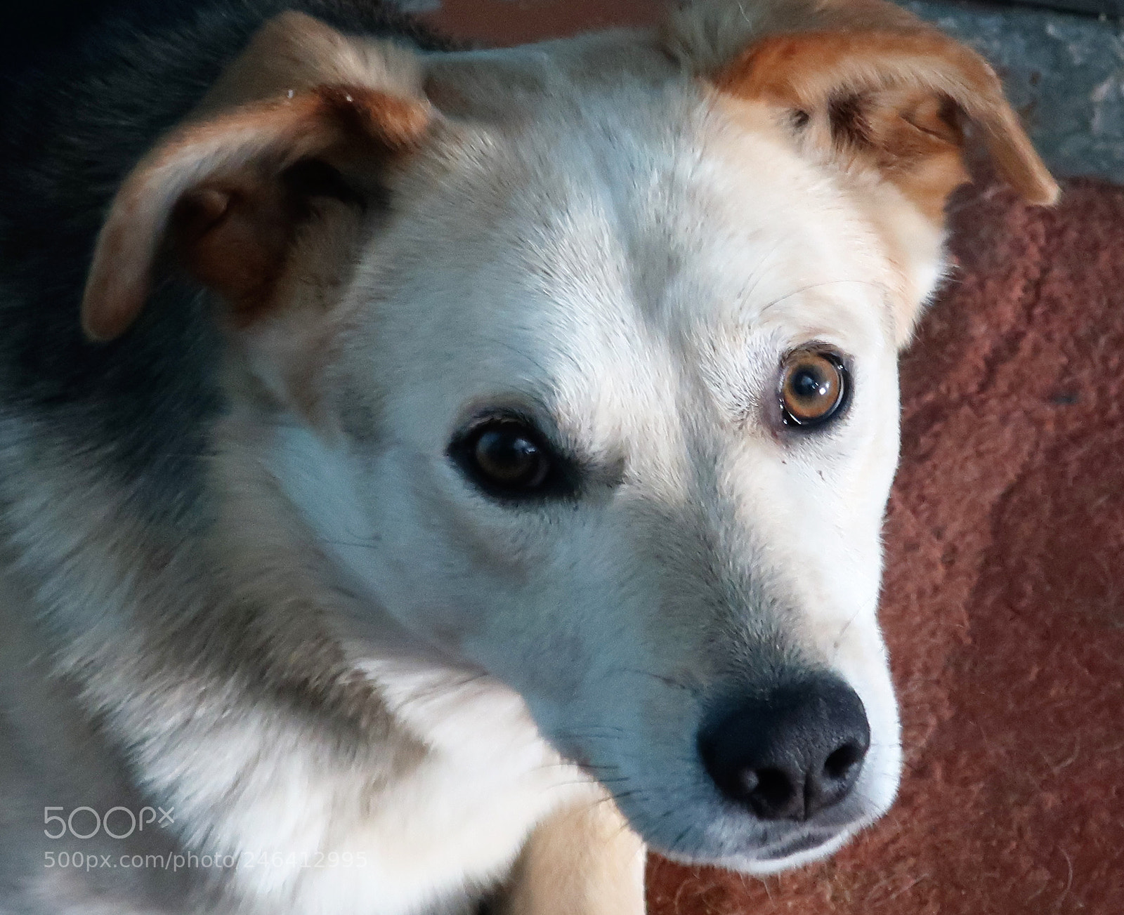 Canon PowerShot G9 X Mark II sample photo. Pariah-dog photography